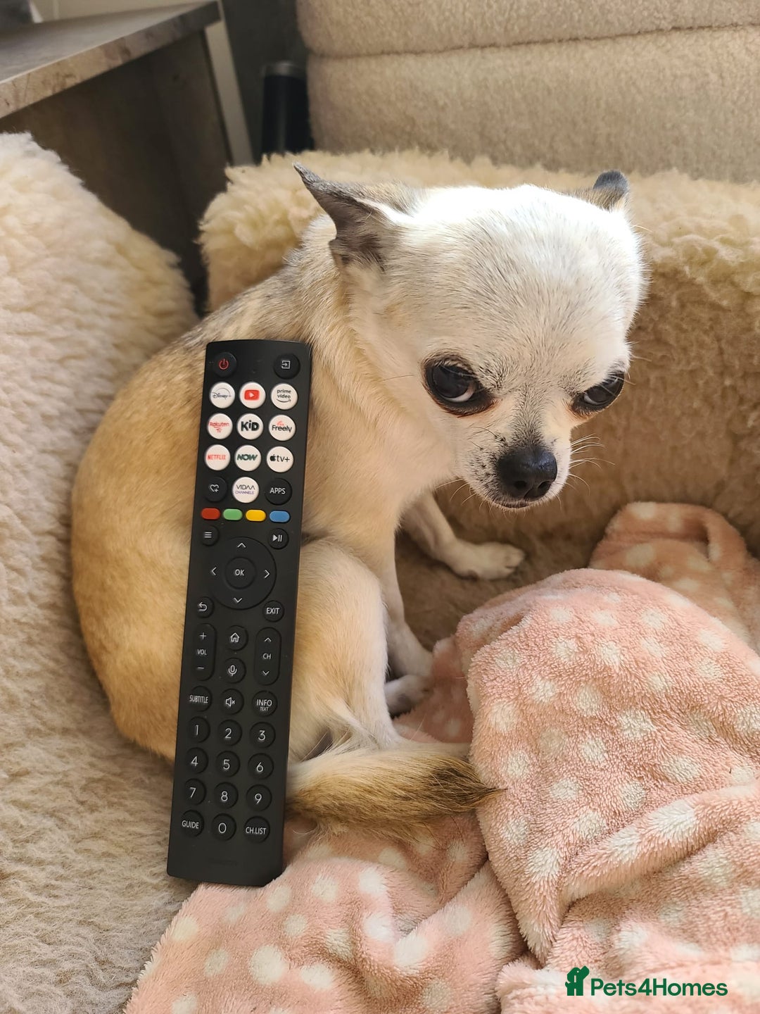 Chihuahua dogs for sale: Tiny chihuahua  - Image 5