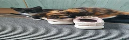 Mixed Breed cats for sale: 2 kittens for sale  - Advert 2