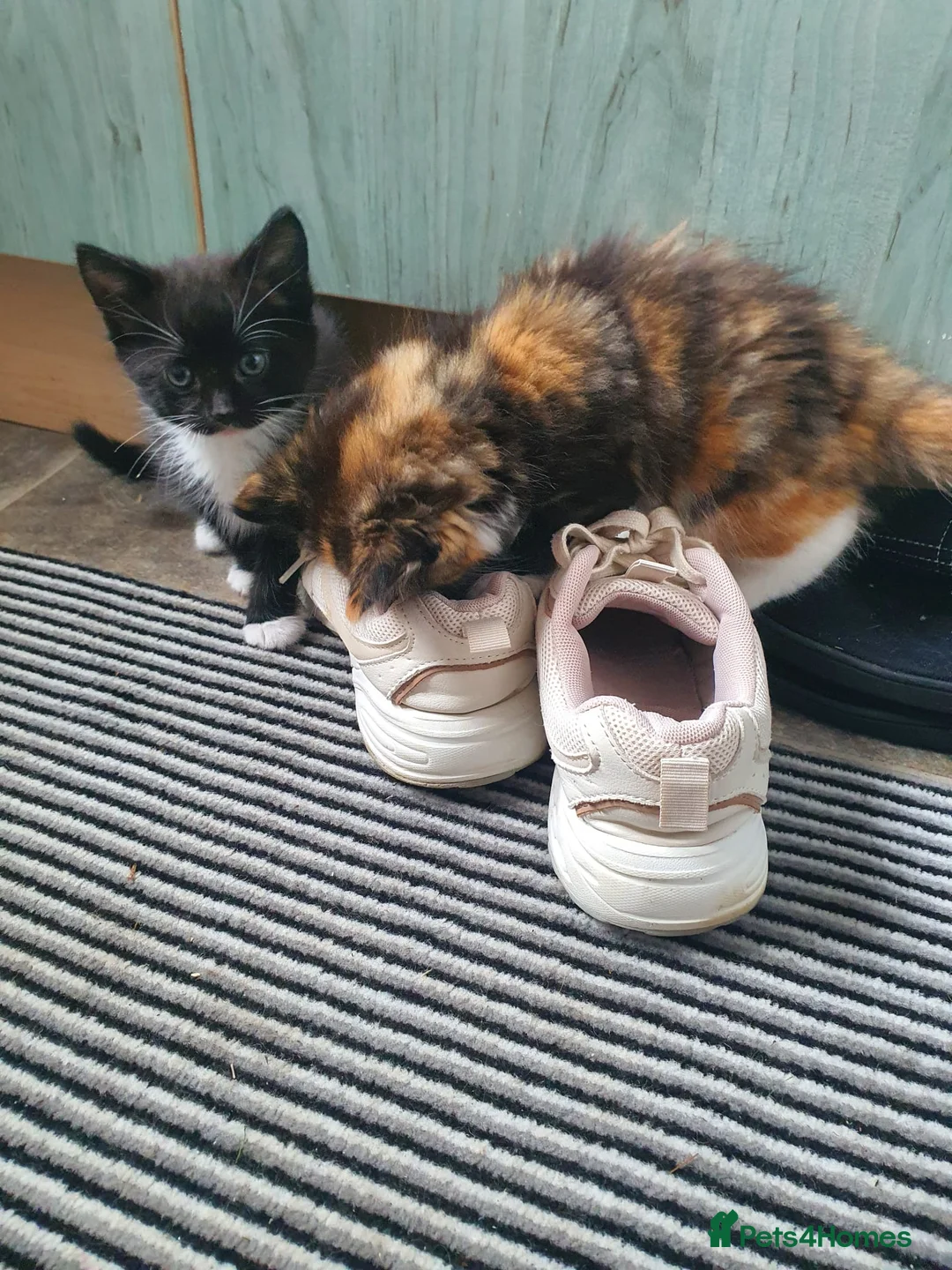 Mixed Breed cats for sale: 2 kittens for sale  - Advert 2