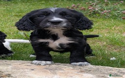 Cocker Spaniel dogs for sale: Beautiful cocker spaniel puppies  - Image 1