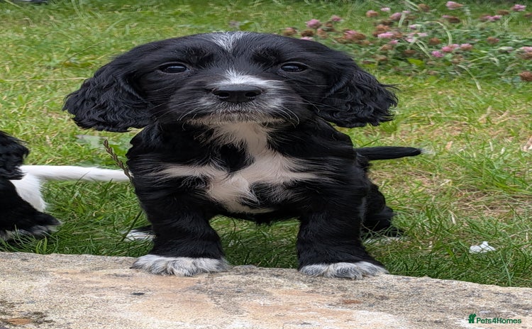 Cocker Spaniel dogs - Advert 16