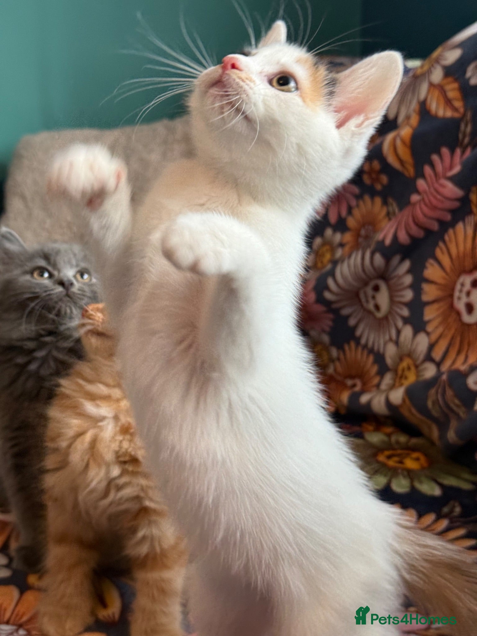 Persian cats Stunning persian kittens reduced price - Advert 1