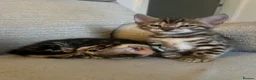 Bengal cats for sale: 🐾 Beautiful Bengal Kittens 🐾 - Advert 10