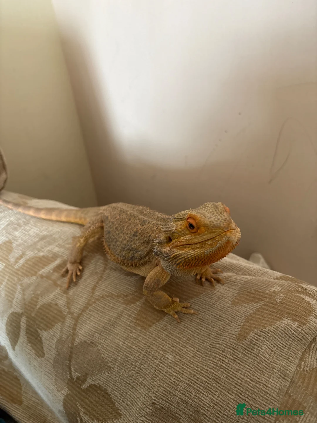 Bearded Dragon reptiles for sale: Bearded dragon  in York - Advert 2