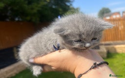 British Shorthair cats for sale: Blue British shorthair  - Image 9
