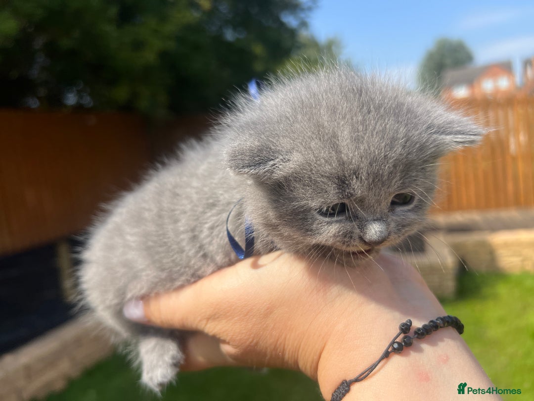 British Shorthair cats for sale: Blue British shorthair  - Image 9