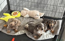 Miniature Dachshund dogs for sale: Mini Dachshund puppies for sale  - Image 10