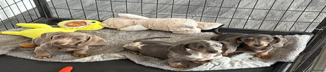 Miniature Dachshund Puppy 5