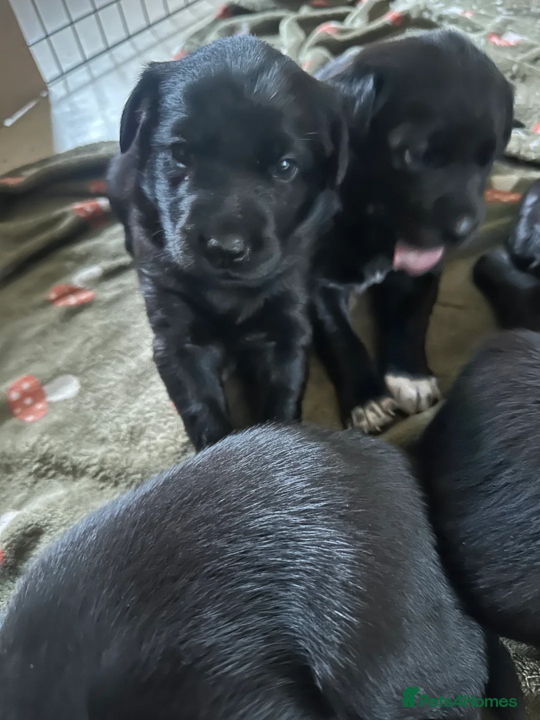 Borador dogs for sale: Labrador x Collie Puppies - Advert 7
