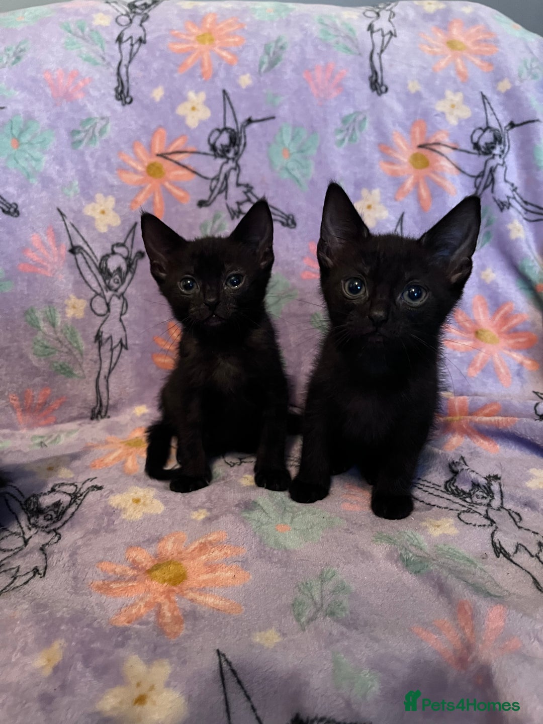 Mixed Breed cats for sale: 6 Kittens Ready to Leave! - Advert 4