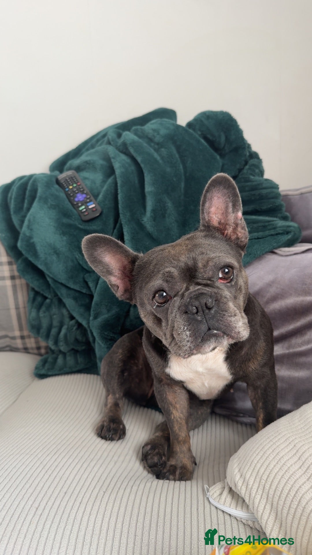 French Bulldog dogs Willow - Frenchie - Advert 3