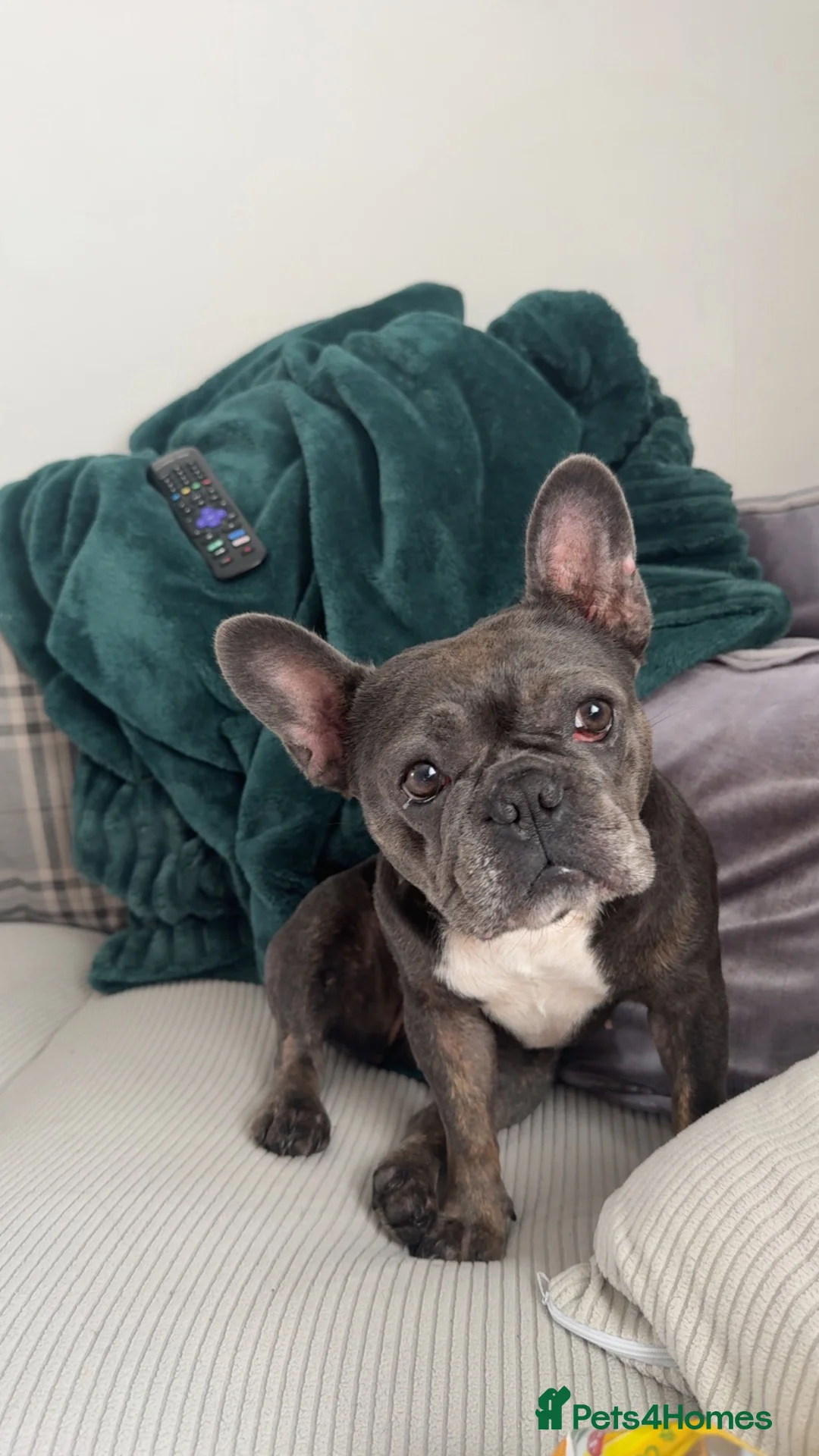 French Bulldog dogs for sale: Willow - Frenchie in Blyth - Advert 1