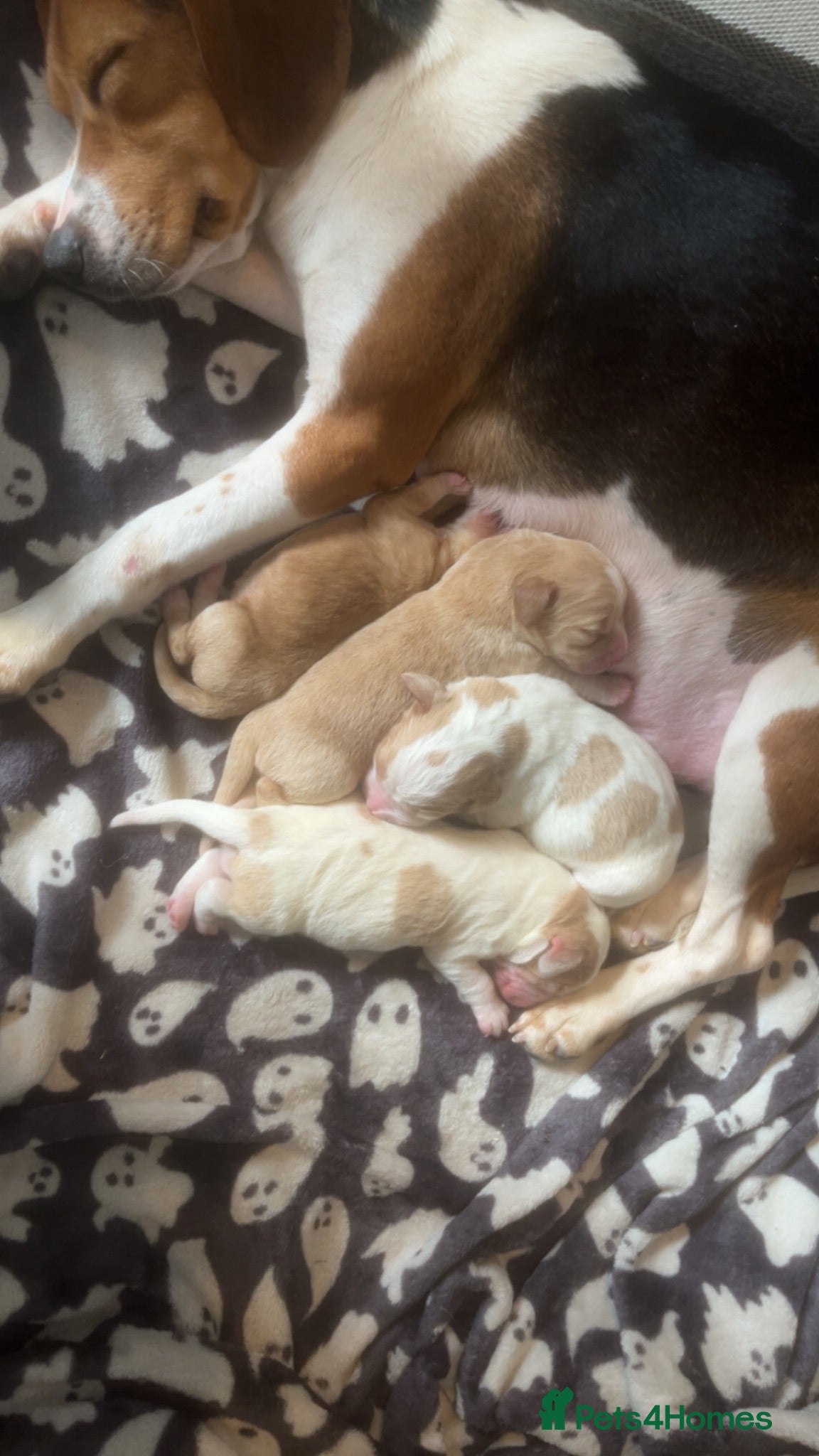 Bocker dogs Stunning bocker female  - Advert 1