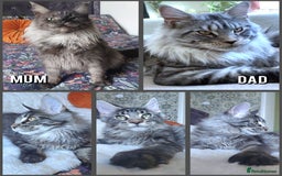 Maine Coon cats for sale: Big outstanding Russian lines with many champions  - Image 1