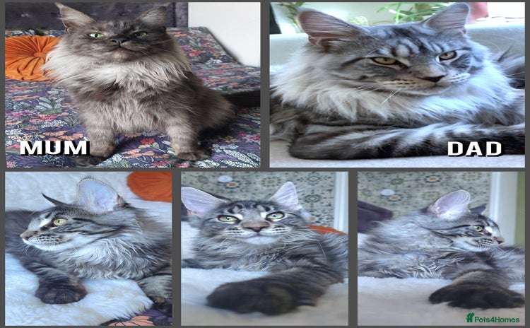 Maine Coon cats - Advert 4