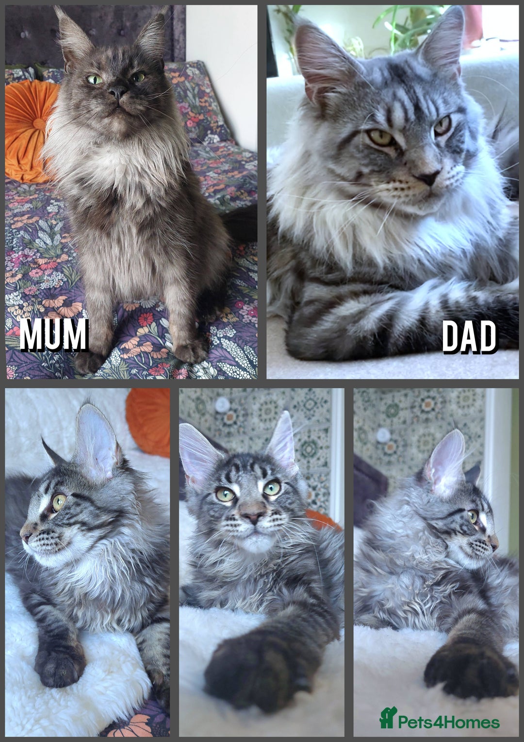 Maine Coon cats for sale: Big outstanding Russian lines with many champions  - Image 1
