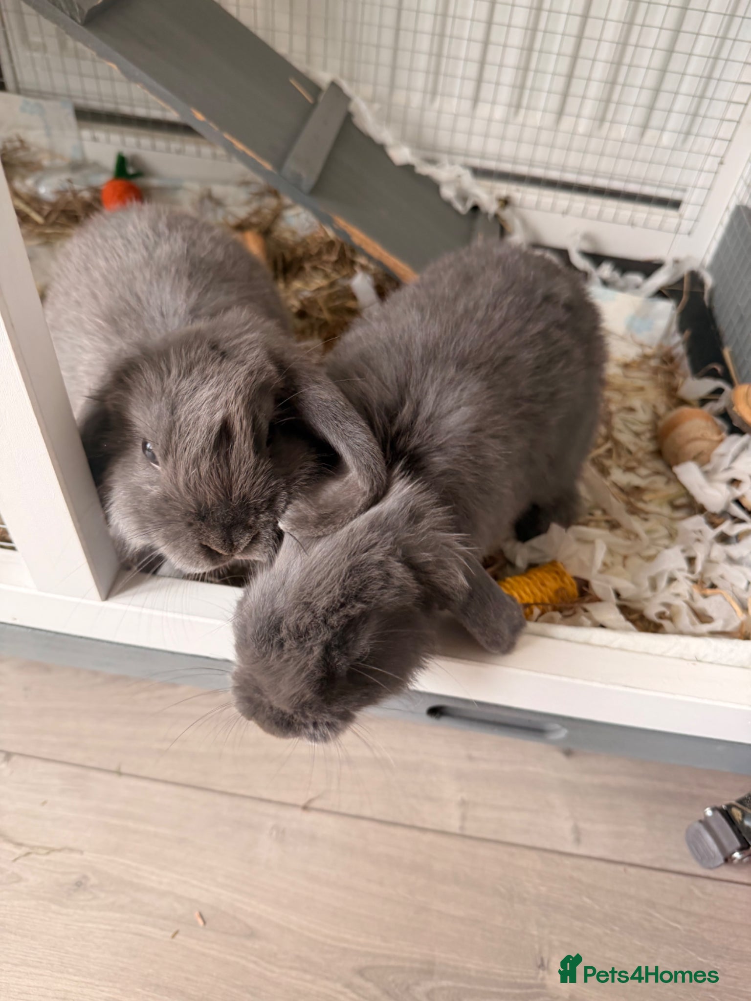 Mini Lop rabbits Female mini lops  - Advert 1