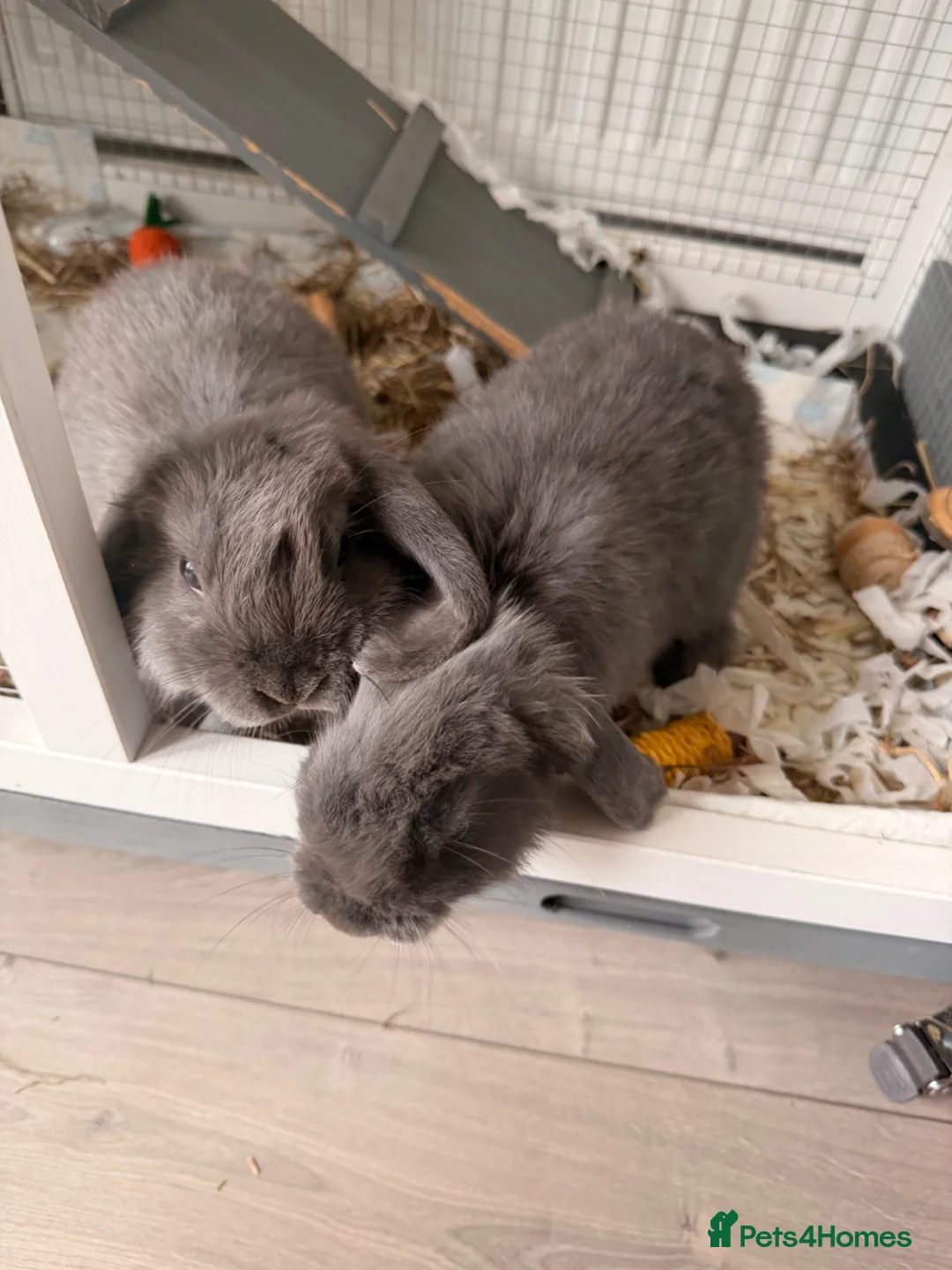 Mini Lop rabbits for sale: Female mini lops  - Advert 1