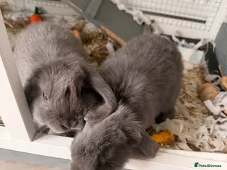 Mini Lop rabbits Female mini lops - Advert 1