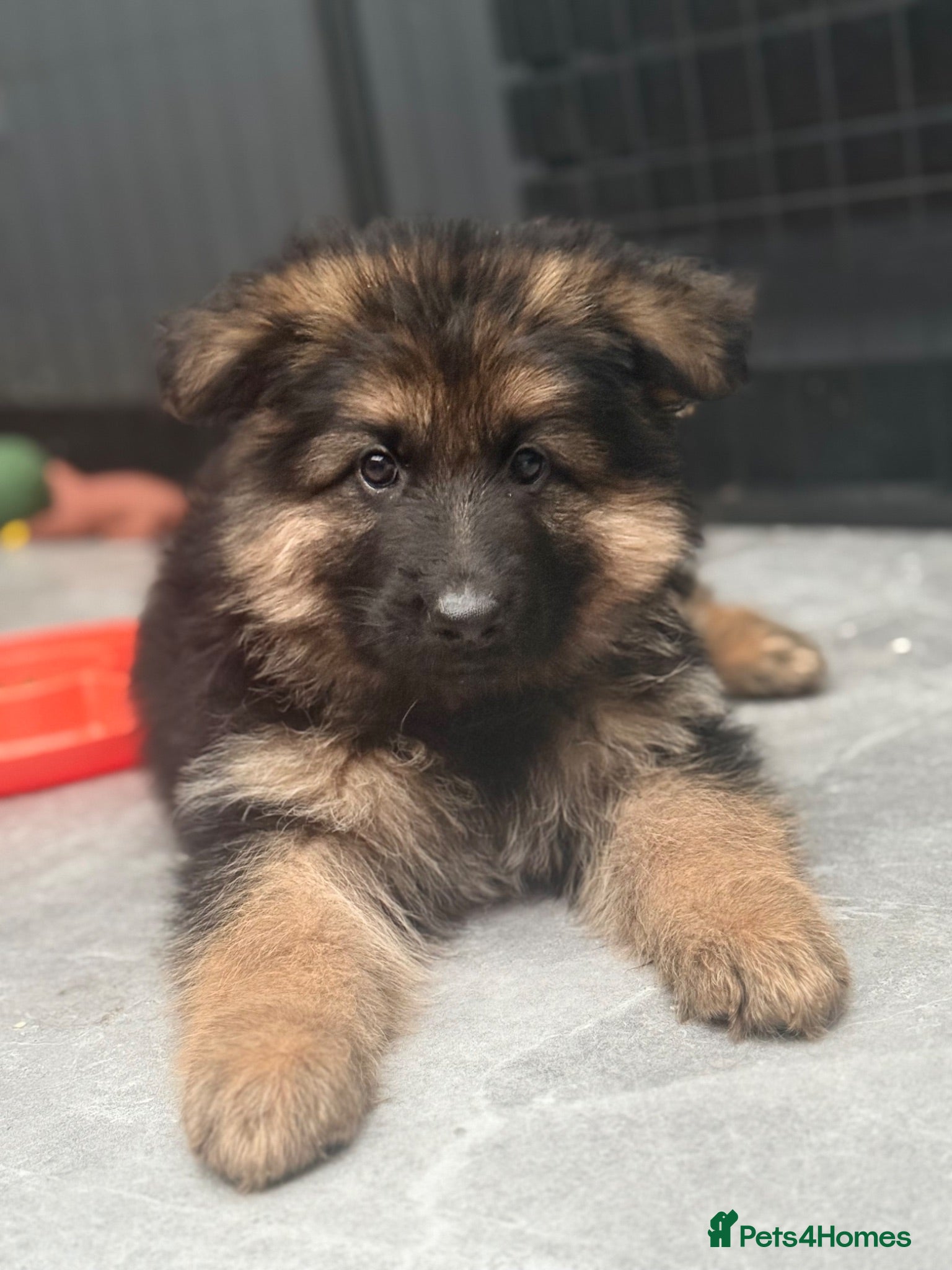 German Shepherd dogs Kc reg Long haired German shepherd girl  - Advert 7