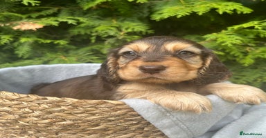 Cocker Spaniel dogs - Advert 13