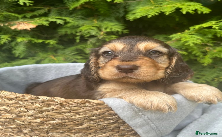 Cocker Spaniel dogs - Advert 1