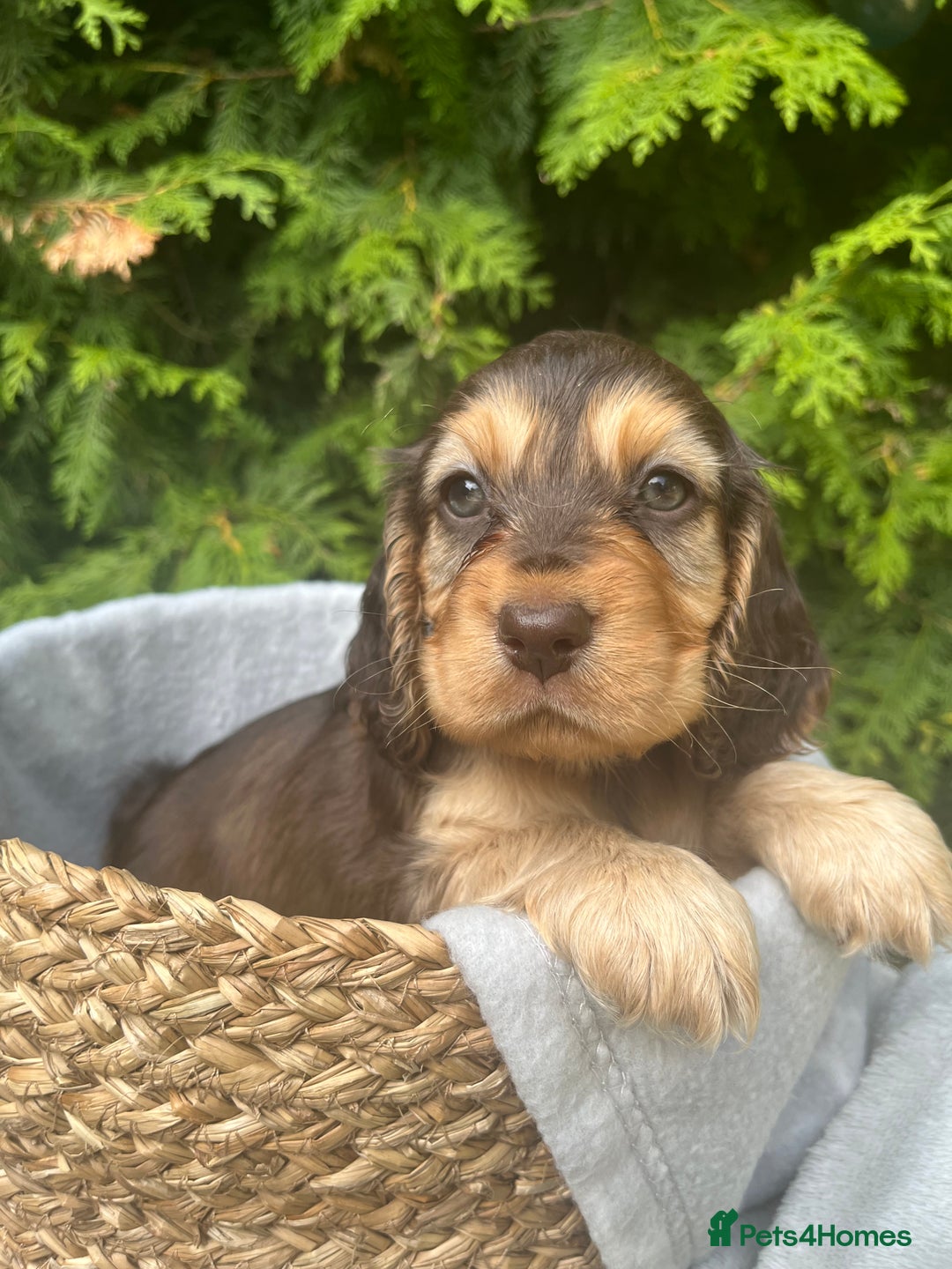 Cocker Spaniel dogs for sale: GORGEOUS SHOW TYPE SABLES COCKER SPANIAL PUPPIES - Image 1