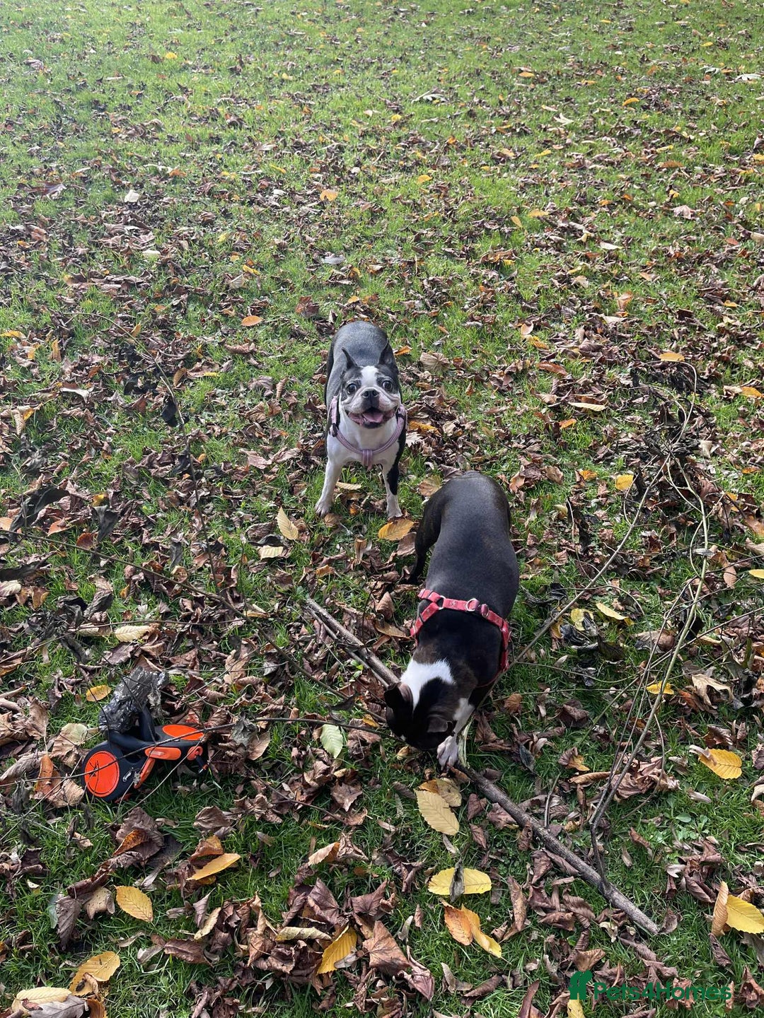 Boston Terrier dogs for sale: Boston Terrier Adults - Image 8