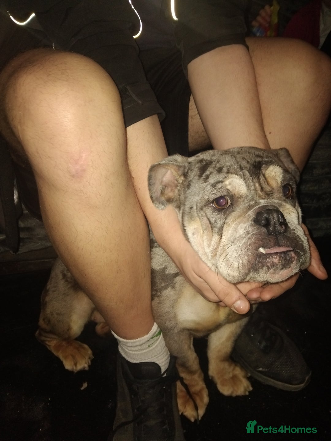 English Bulldog dogs for sale: Female British bulldog - Advert 2