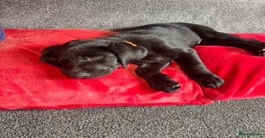Labrador Retriever dogs - Advert 4