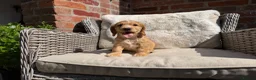 Cocker Spaniel dogs for sale: Stunning cocker pups kc reg ready now - Advert 14