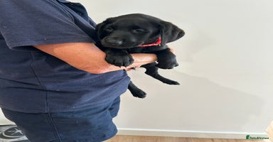 Labrador Retriever dogs - Advert 16