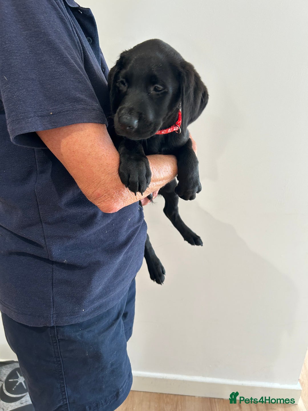 Labrador Retriever dogs for sale: 🌟🌟5 star licensed Breeder 🌟🌟🌟 - Image 2