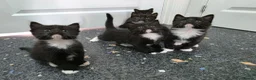 Mixed Breed cats for sale: Kittens for sale  in Reading - Advert 4