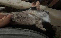 Maine Coon cats for sale: Female Maine coon  - Image 5