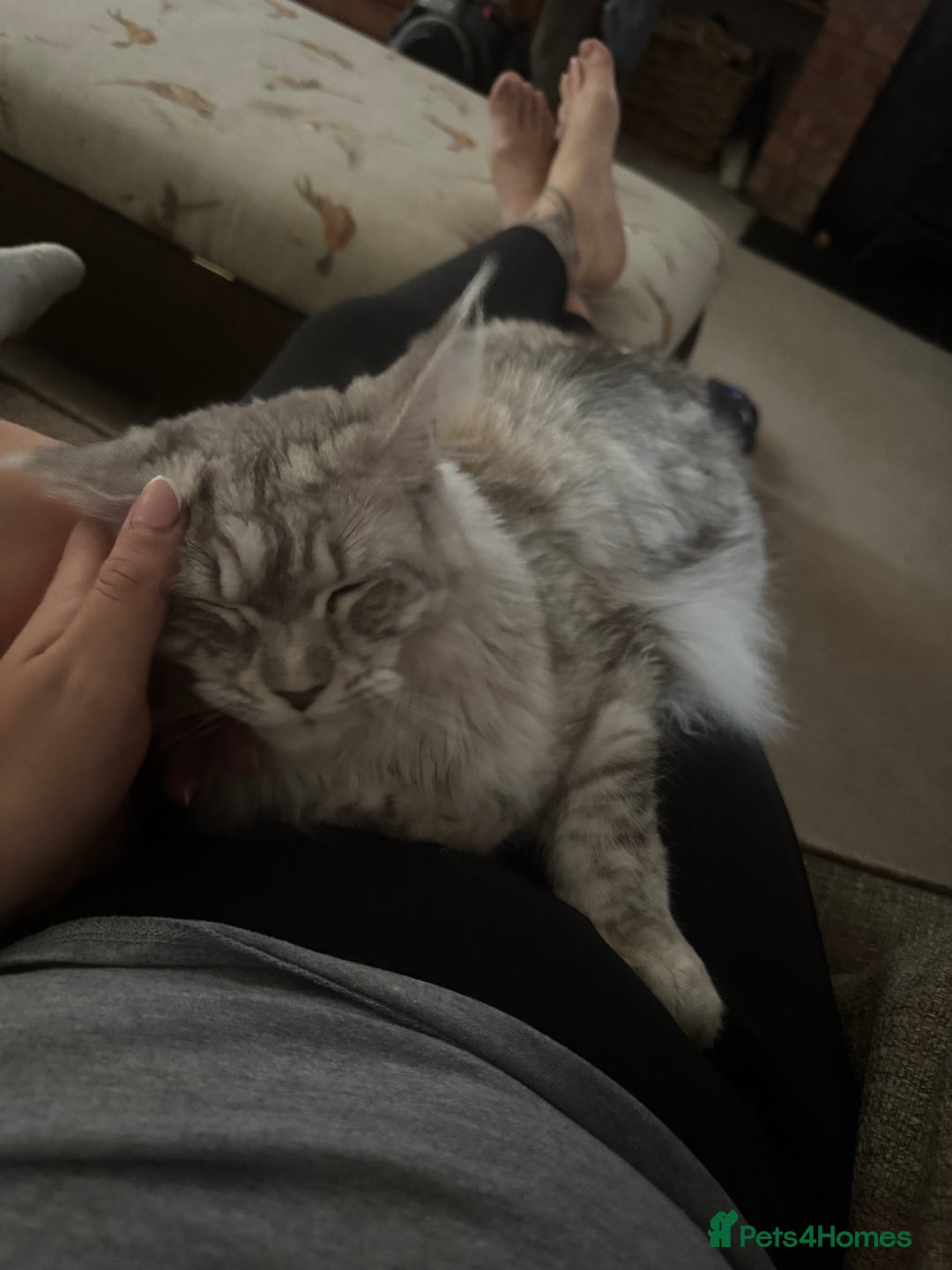 Maine Coon cats for sale: Female Maine coon  - Image 5