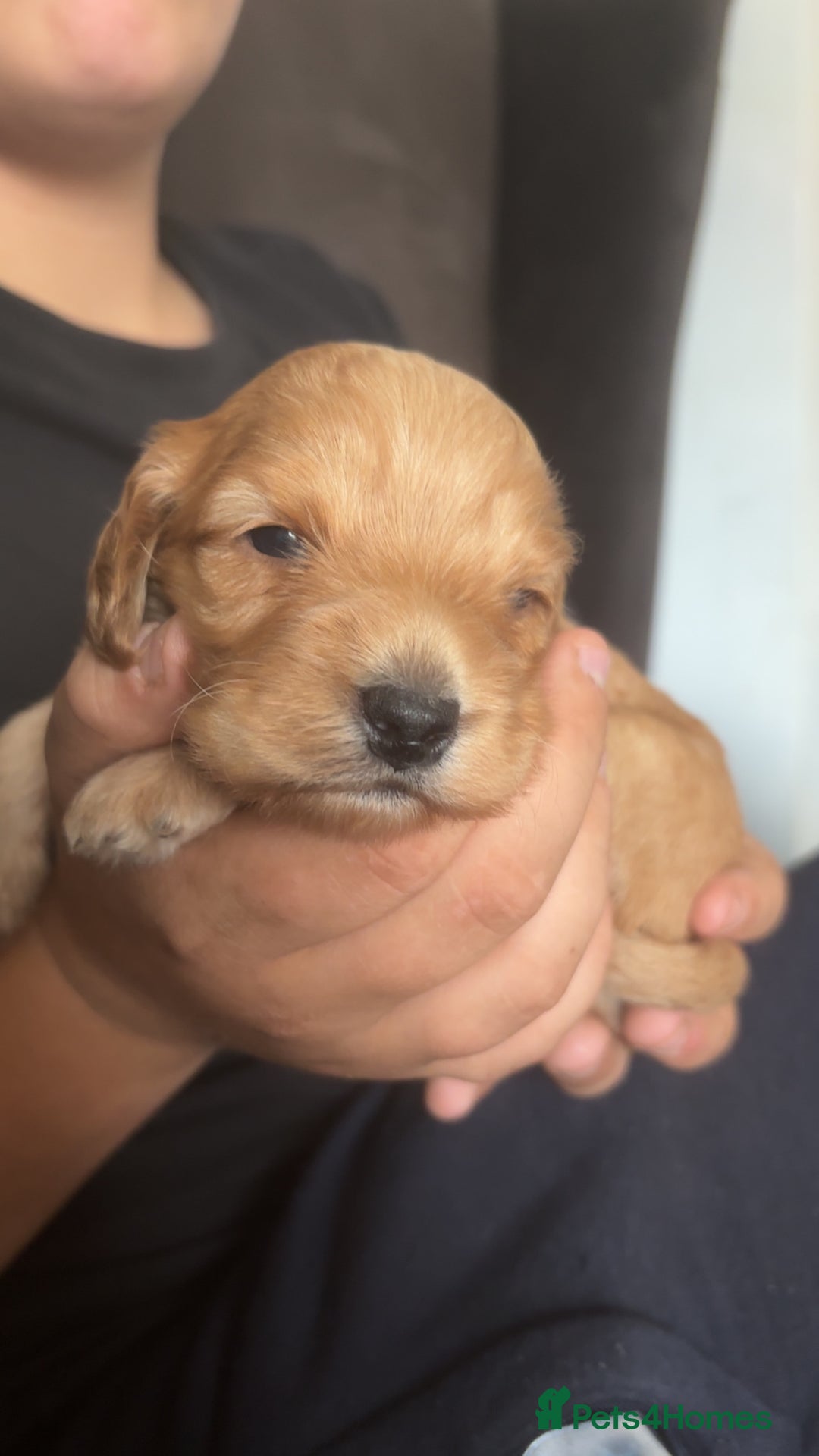 Cockapoo dogs for sale: Beautiful cockapoo baby's  - Image 11