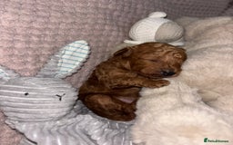 Toy Poodle dogs for sale: 3 stunning toy poodle females  - Image 6