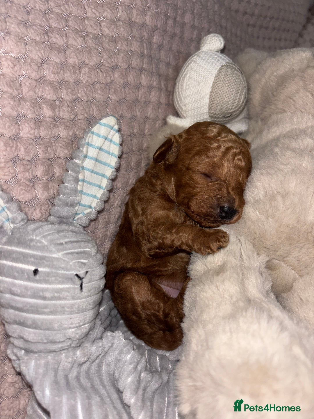 Toy Poodle dogs for sale: 3 stunning toy poodle females  - Image 6