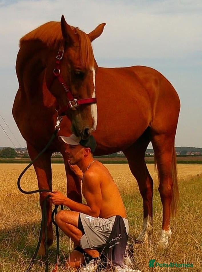 Irish Sports horses Khal  9 year old 17.2/3hh Irish sport horse  - Advert 8