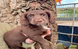 Cocker Spaniel dogs for sale: Ready Now - Wonderful Cocker Spaniels - Advert 4