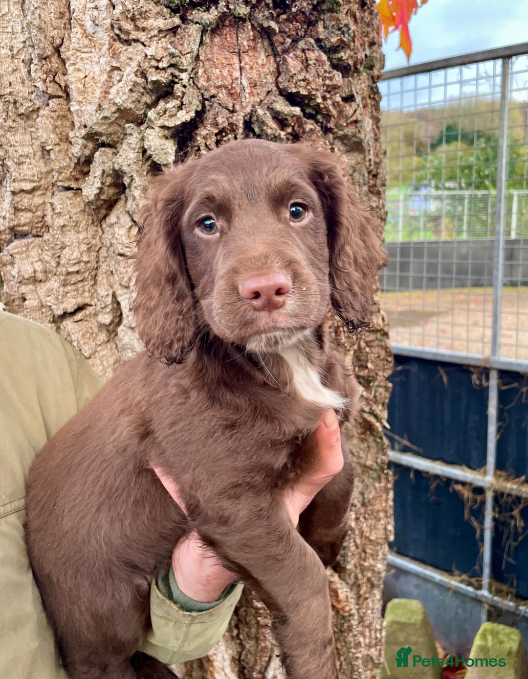 Cocker Spaniel dogs for sale: Ready Now - Wonderful Cocker Spaniels - Advert 4