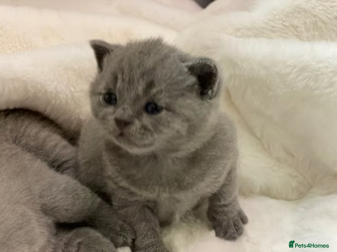 British Shorthair cats for sale: British shorthair kittens  - Advert 11