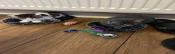 Mixed Breed cats for sale: 2 beautiful kittens. - Advert 7
