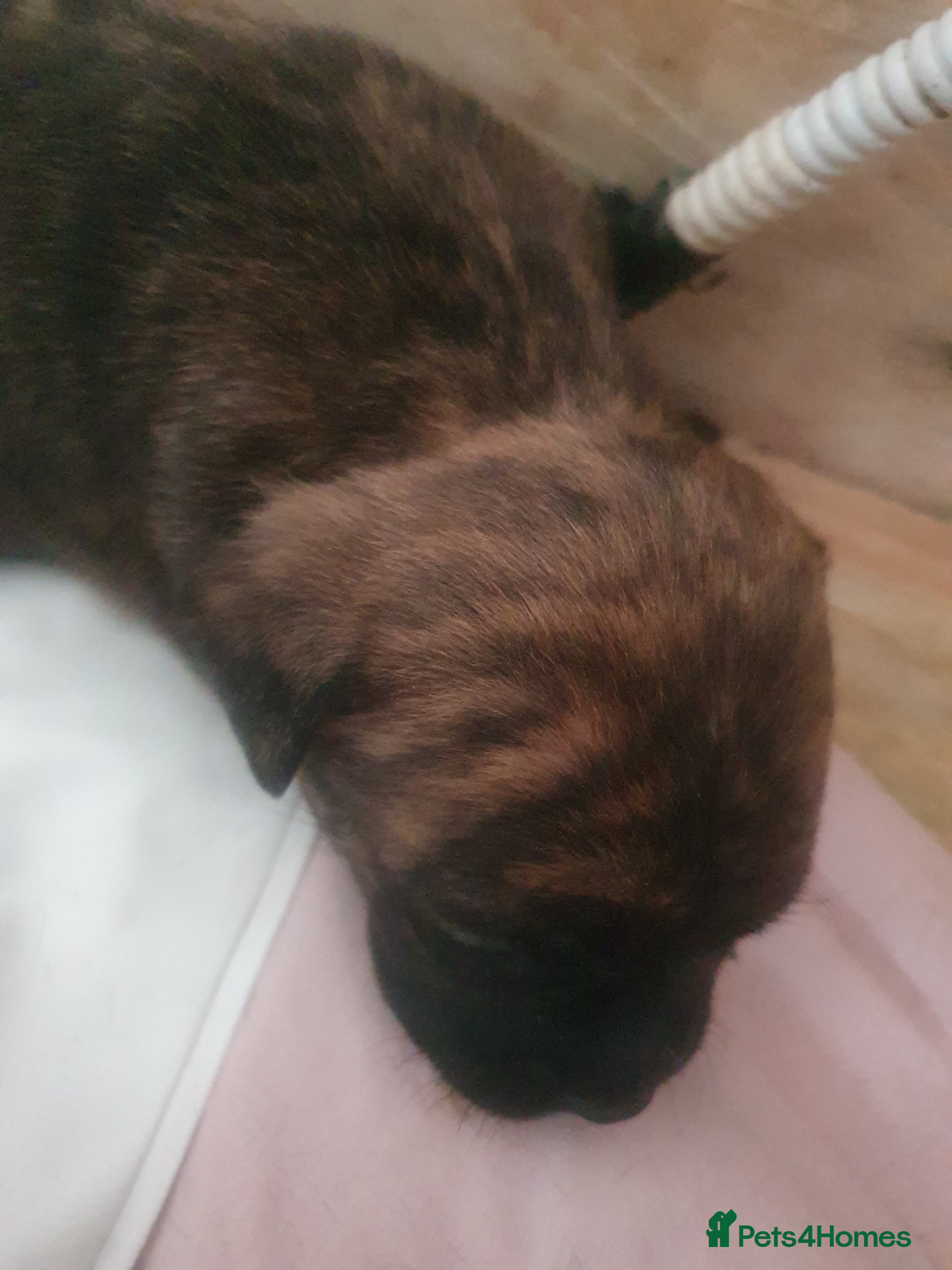 Mixed Breed dogs Oldtyme x French bulldogs - Advert 9