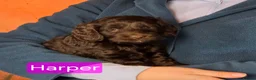 Cockapoo dogs for sale: Stunning cockapoo puppies for sale - Advert 7