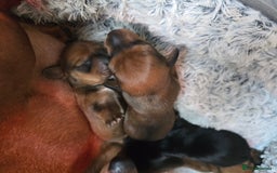 Miniature Dachshund dogs for sale: Miniature Dachshunds Seeking Forever Homes - Image 15
