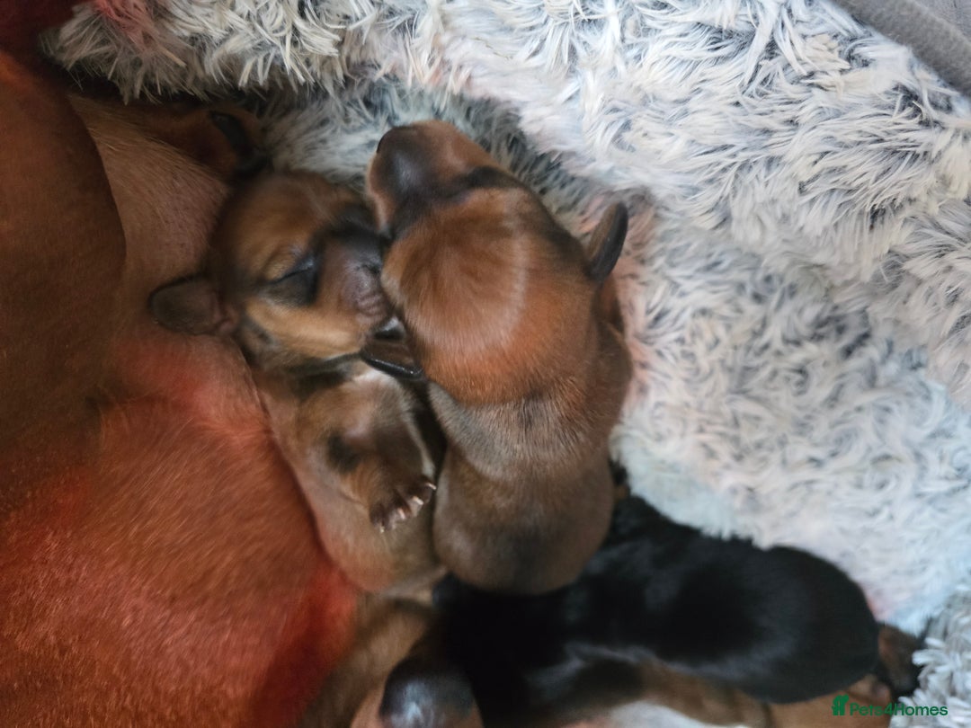 Miniature Dachshund dogs for sale: Miniature Dachshunds Seeking Forever Homes - Image 15