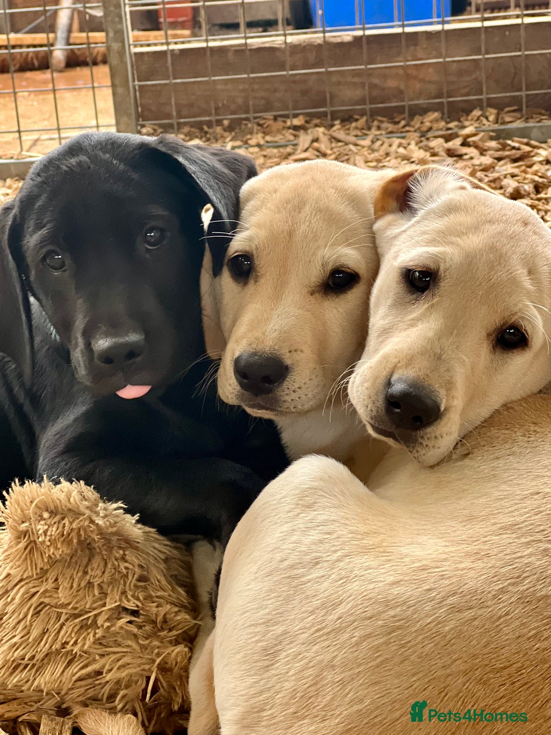 Labrador Retriever dogs for sale: Labrador Pups Chunky traditional type 1 girl left in Barrow-upon-Humber - Image 40