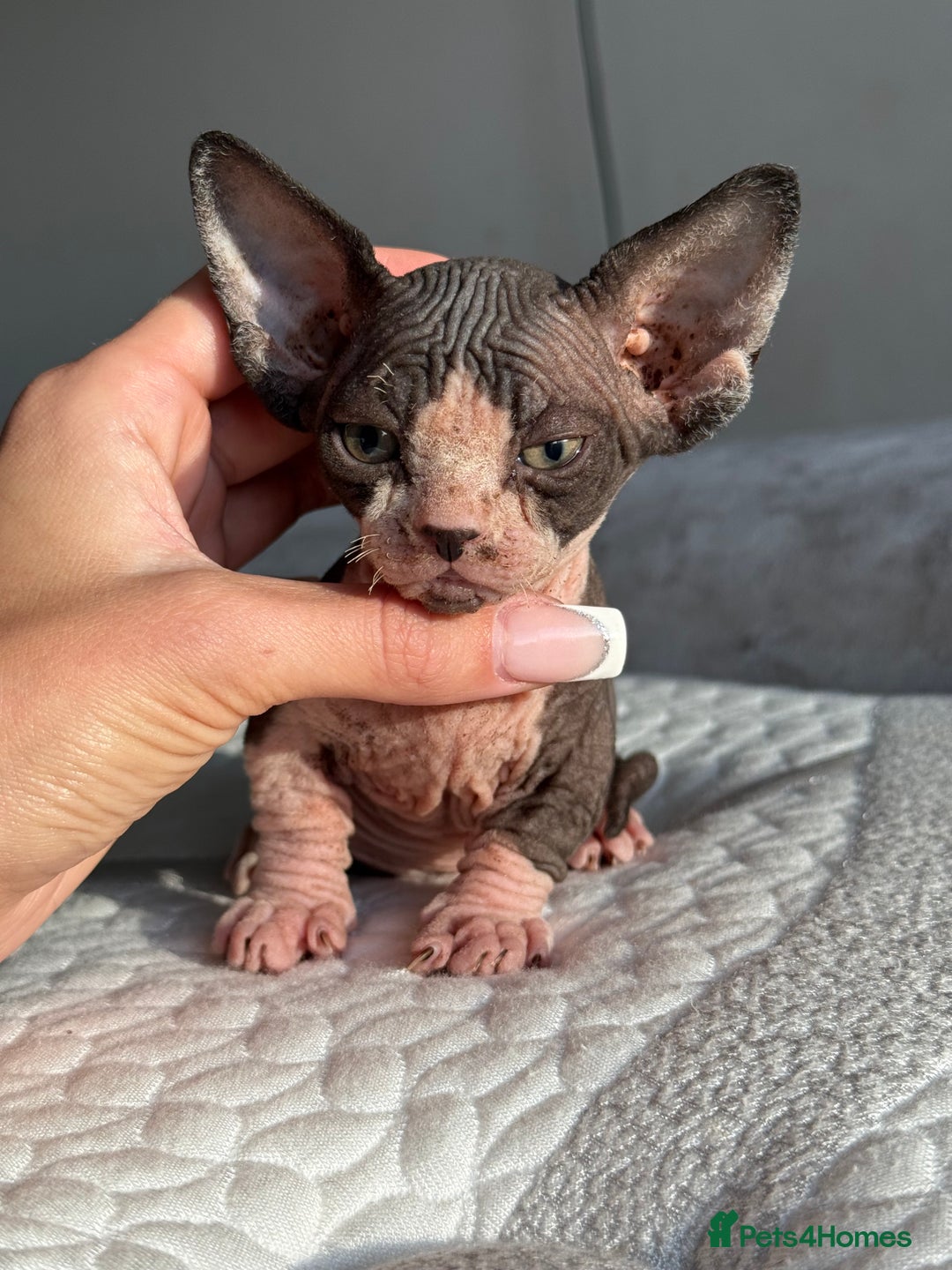 Sphynx cats for sale: LAST BAMBINO MALE LEFT - Advert 1